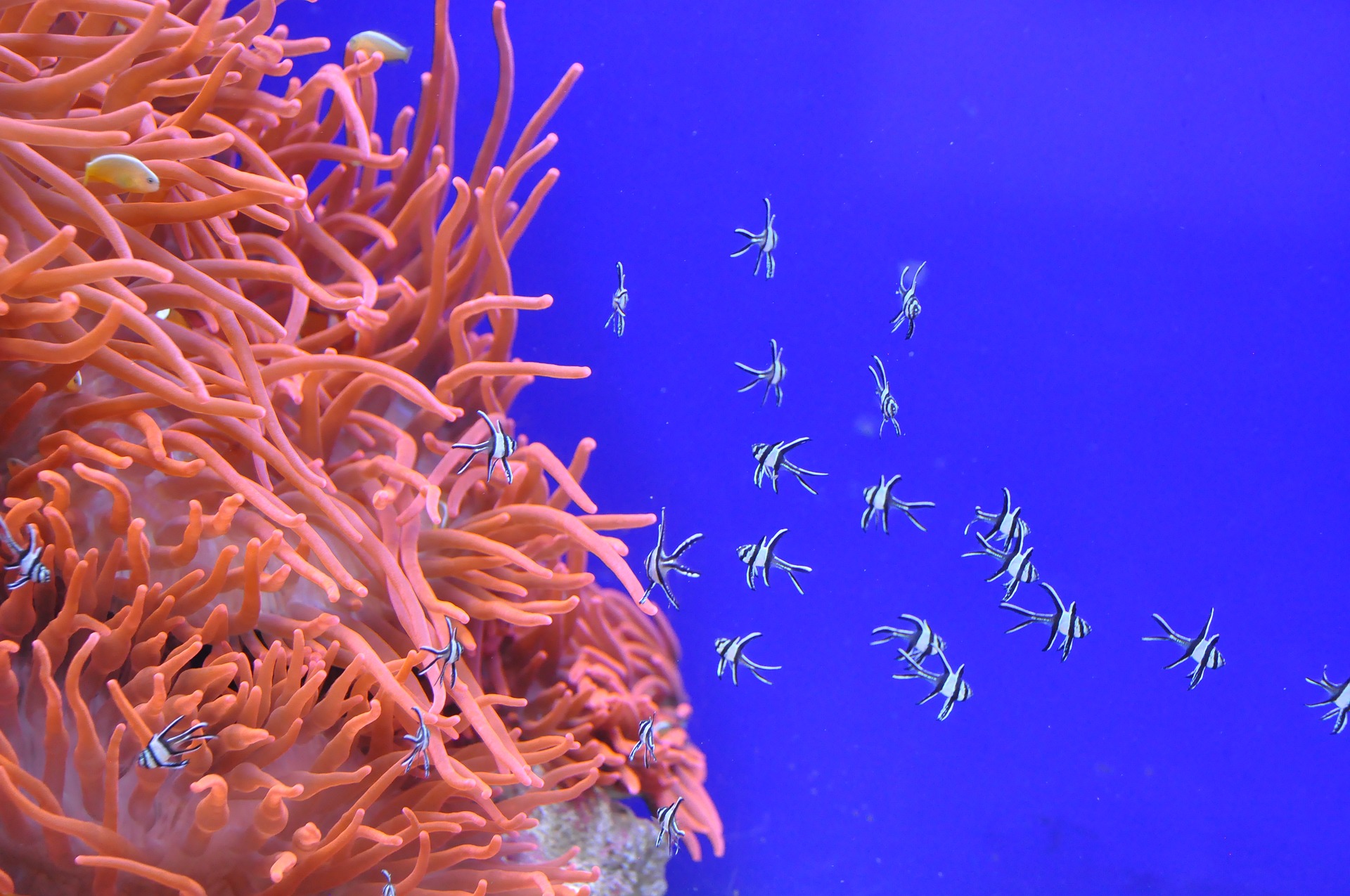 Living Coral un tono que encontramos en la naturaleza