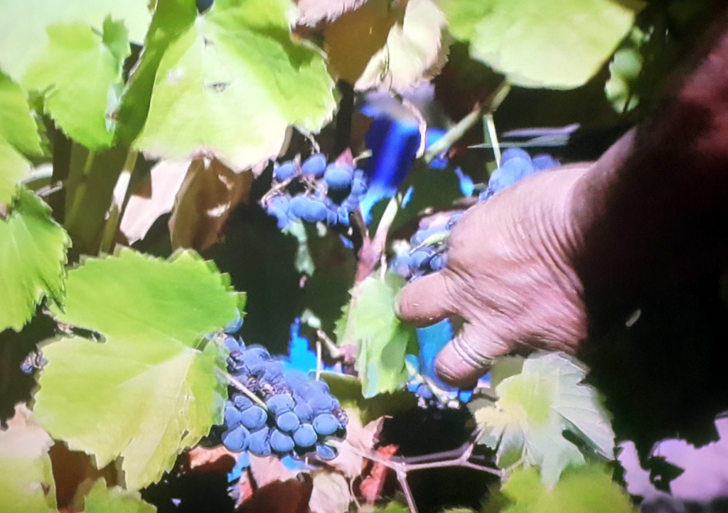 Vendimia de la uva y despalillado