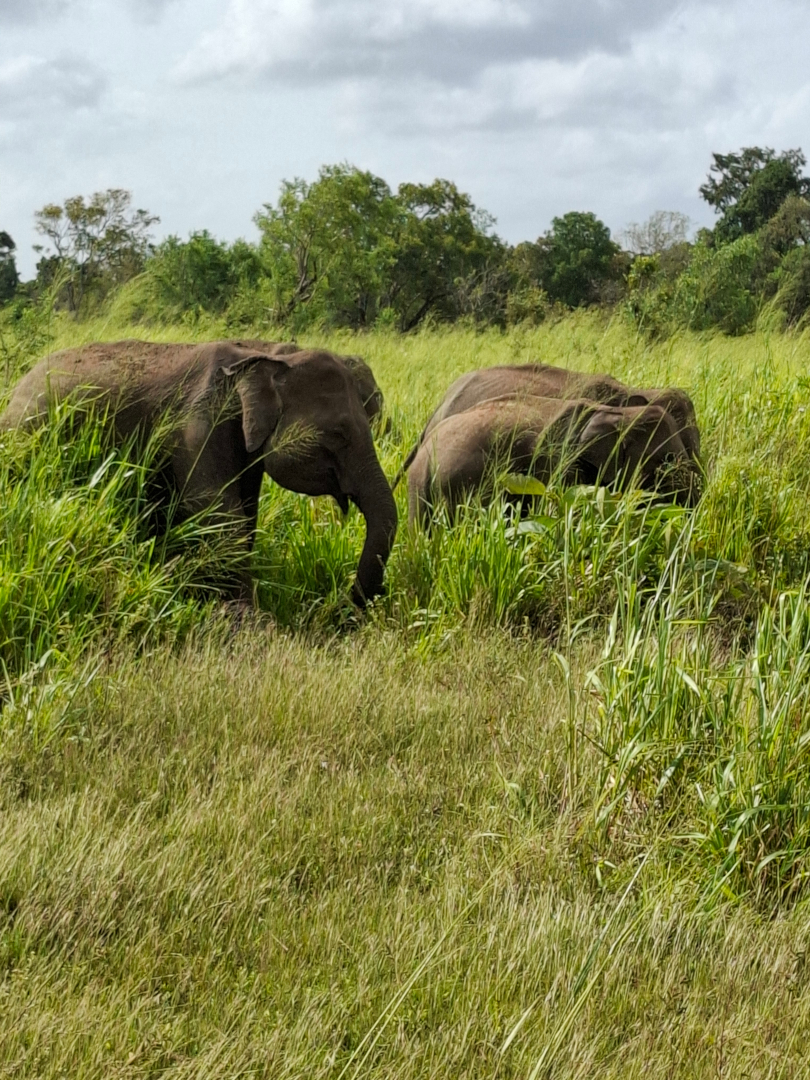 Paisaje en Sri Lanka